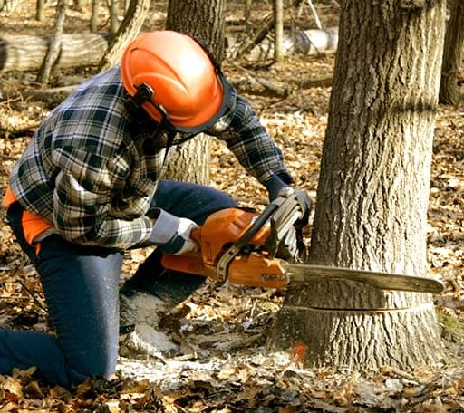 Tree Removal in Prescott, MI